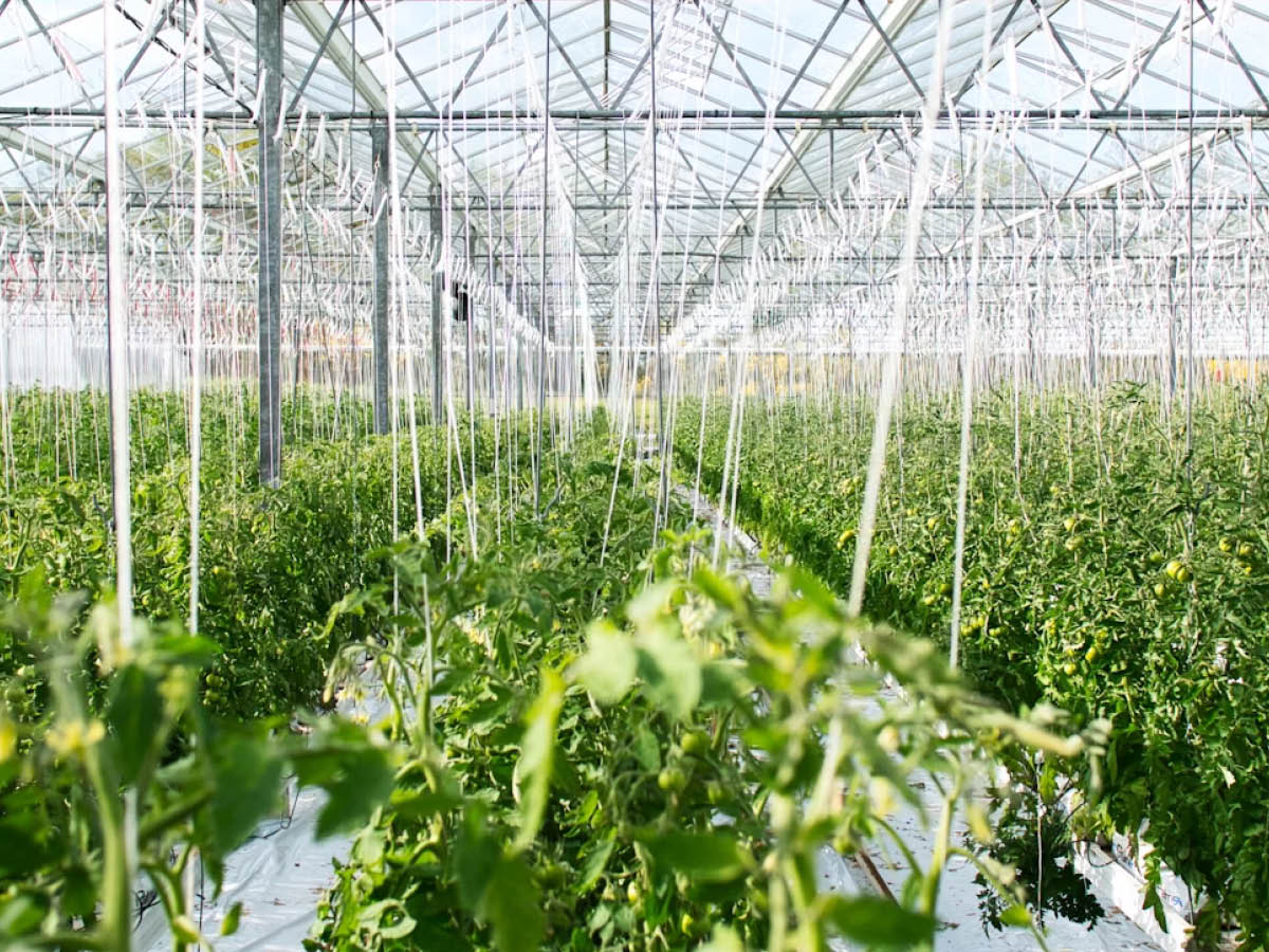 Grüne Tomatenpflanzen in einem Gewächshaus